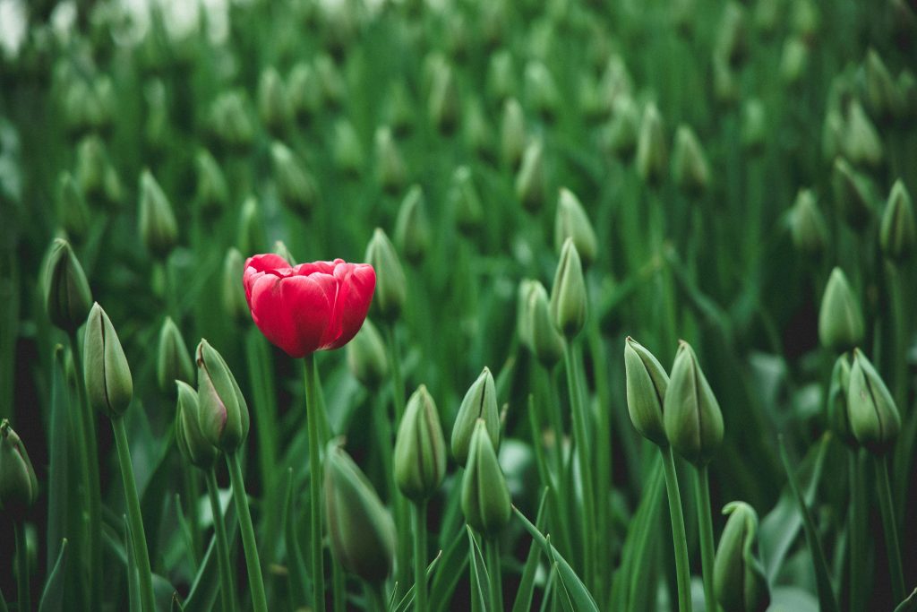 a unique flower representing the different types of hypnosis