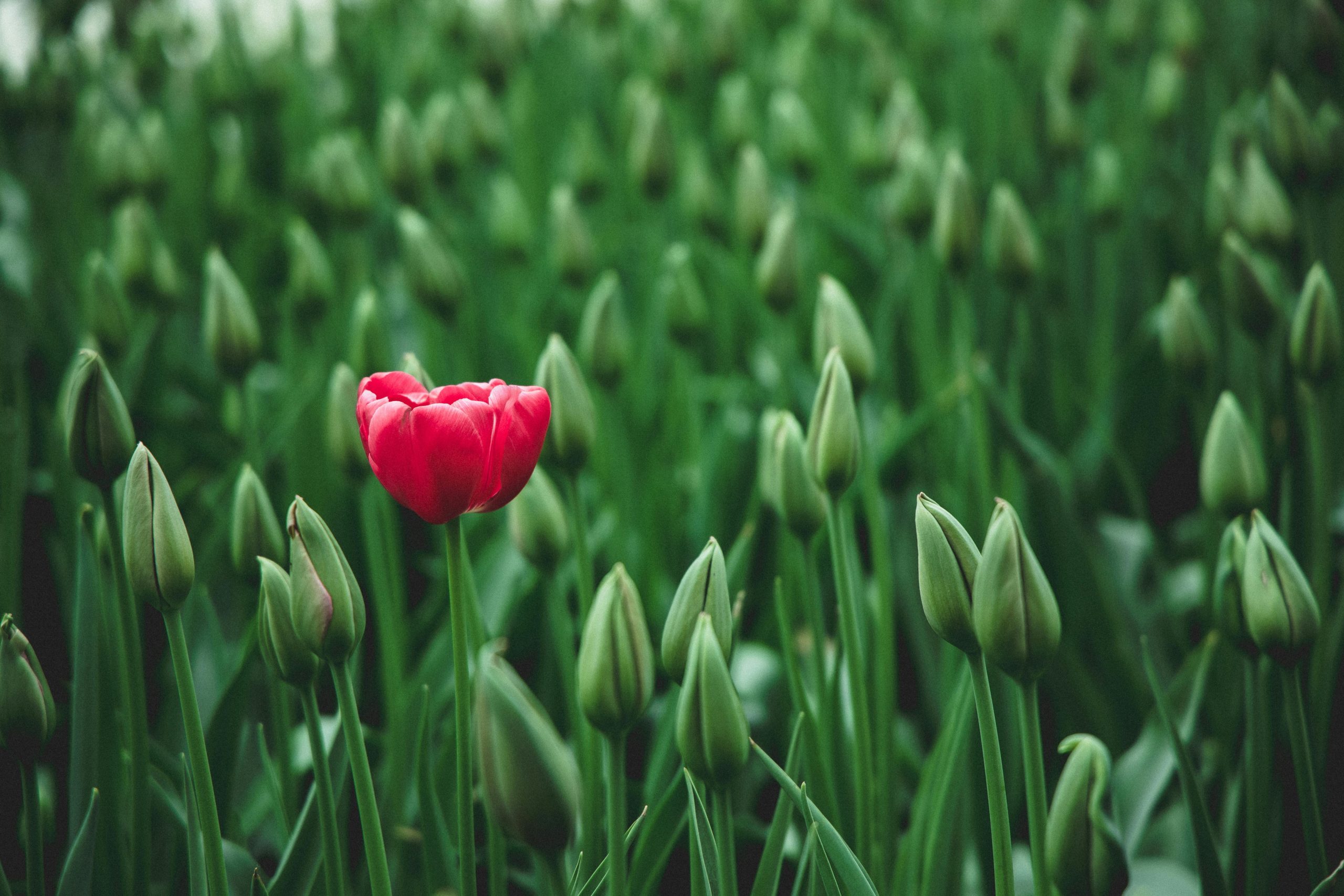 a unique flower representing the different types of hypnosis